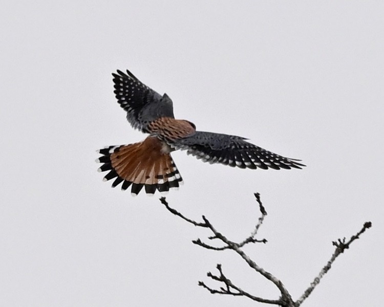 American Kestrel - Joe Wujcik