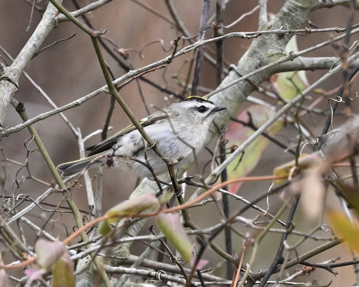 Golden-crowned Kinglet - Joe Wujcik