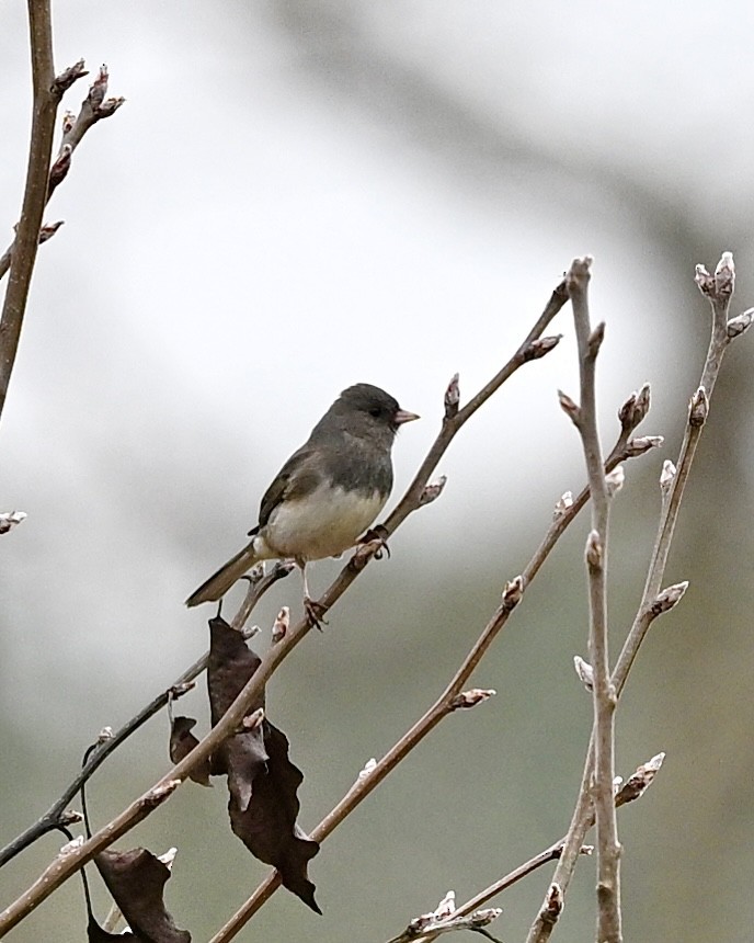 Dark-eyed Junco - Joe Wujcik