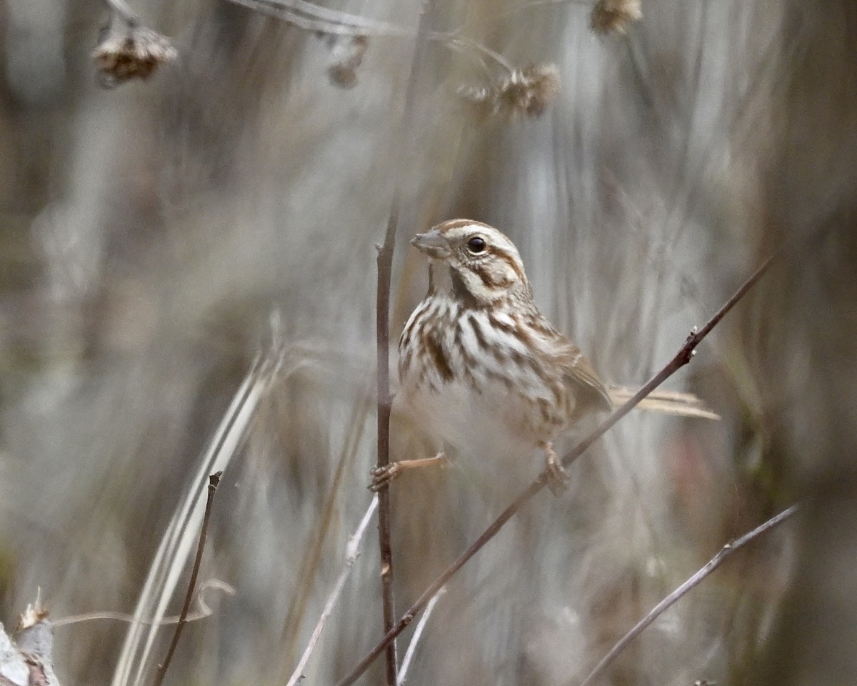 Song Sparrow - ML614602528