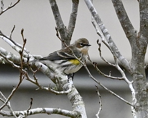 Yellow-rumped Warbler - Joe Wujcik