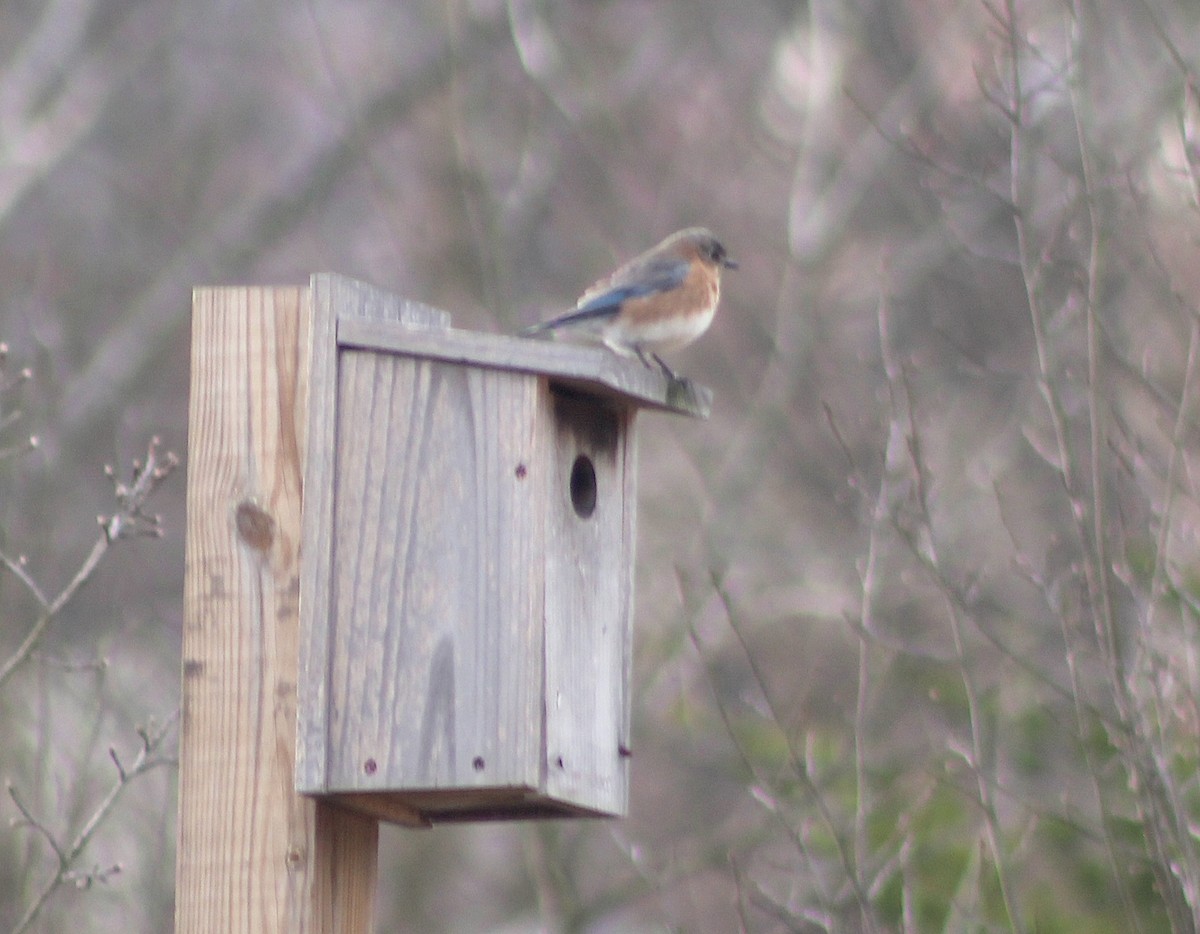 Eastern Bluebird - ML614602546