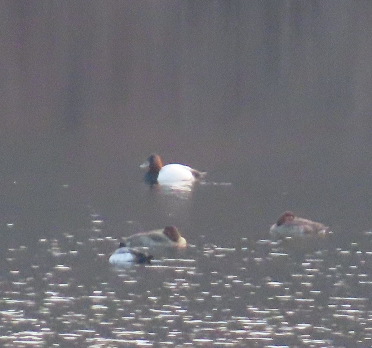 Canvasback - ML614602562