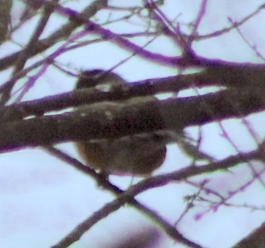 American Robin - ML614602563