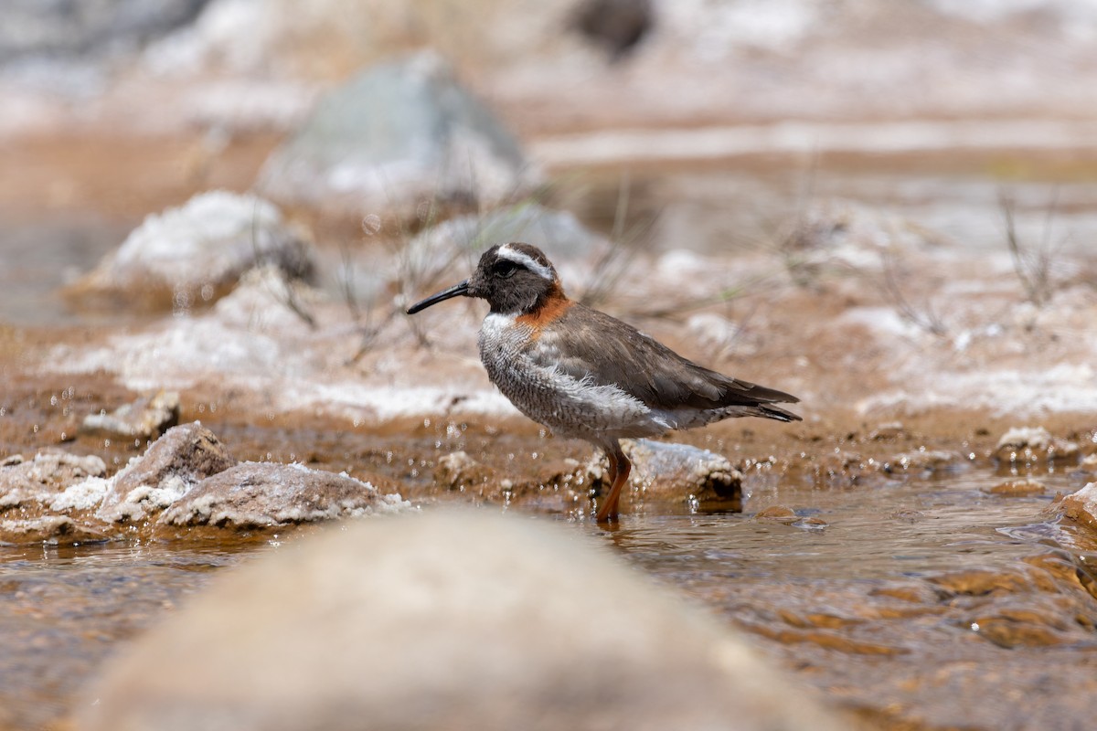 Diademed Sandpiper-Plover - Tomaz Melo