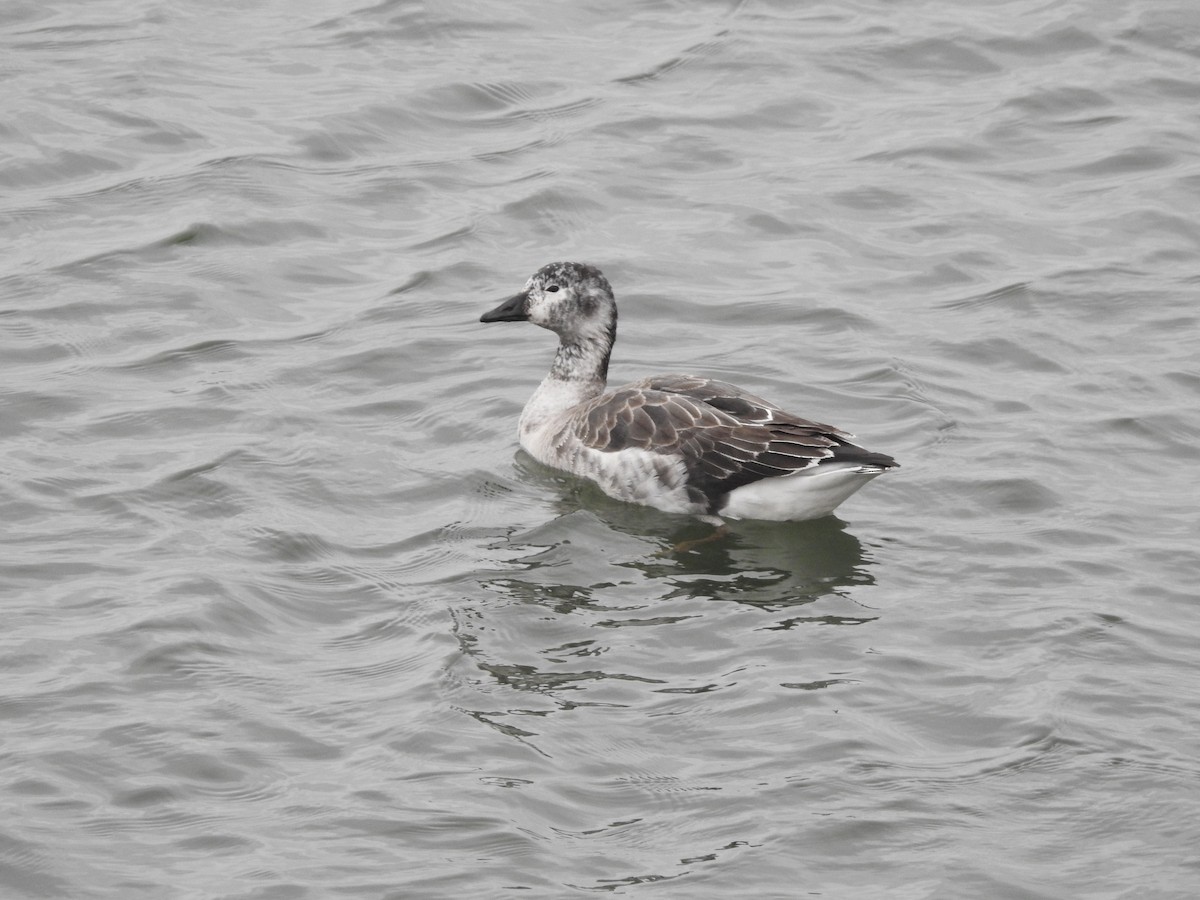 Snow Goose x Brant (hybrid) - Carolyn Longworth