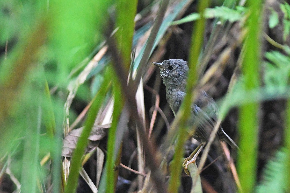 Rock Tapaculo - Bruno Rennó