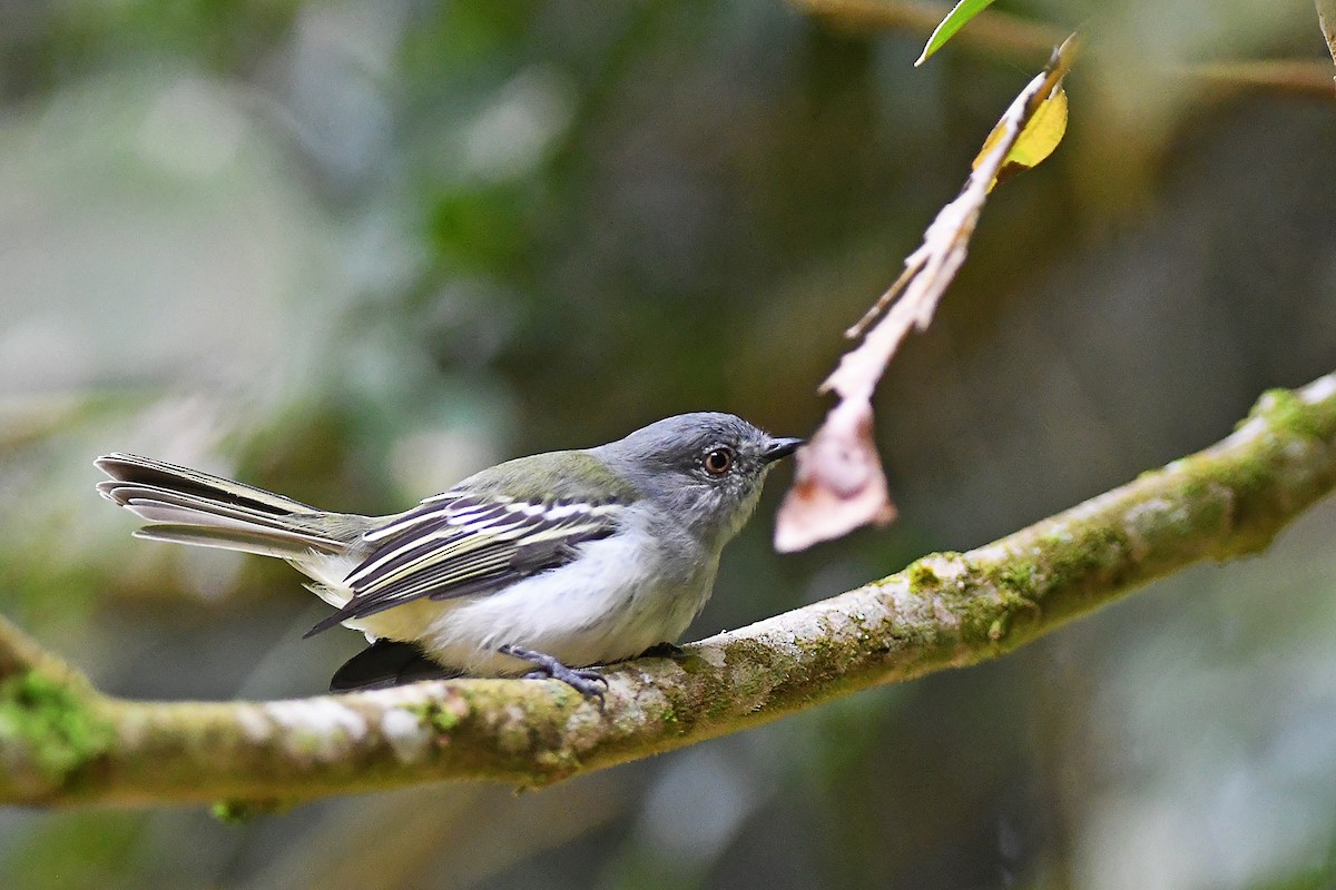 Gray-headed Elaenia - Bruno Rennó