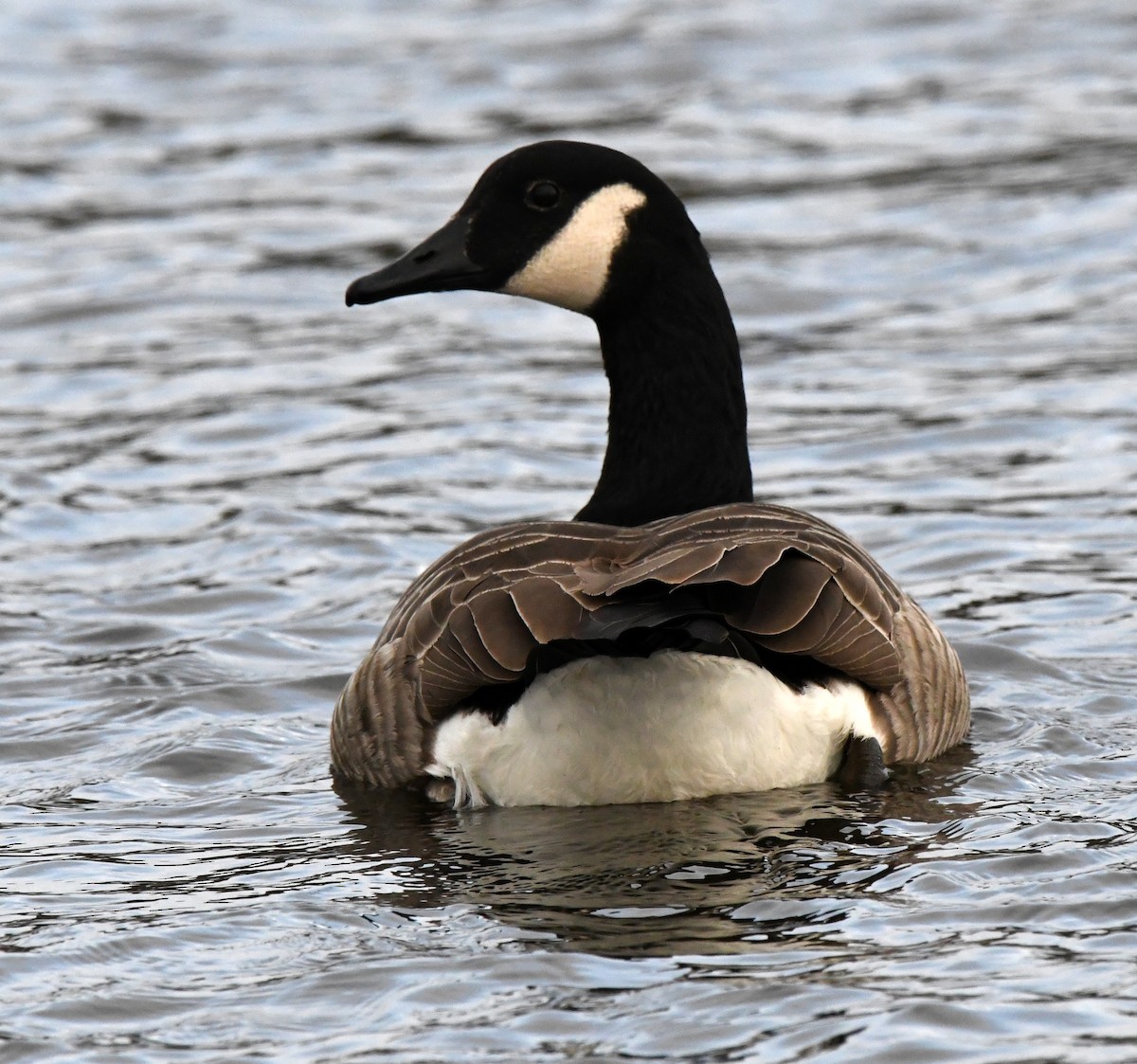 Canada Goose - ML614602682