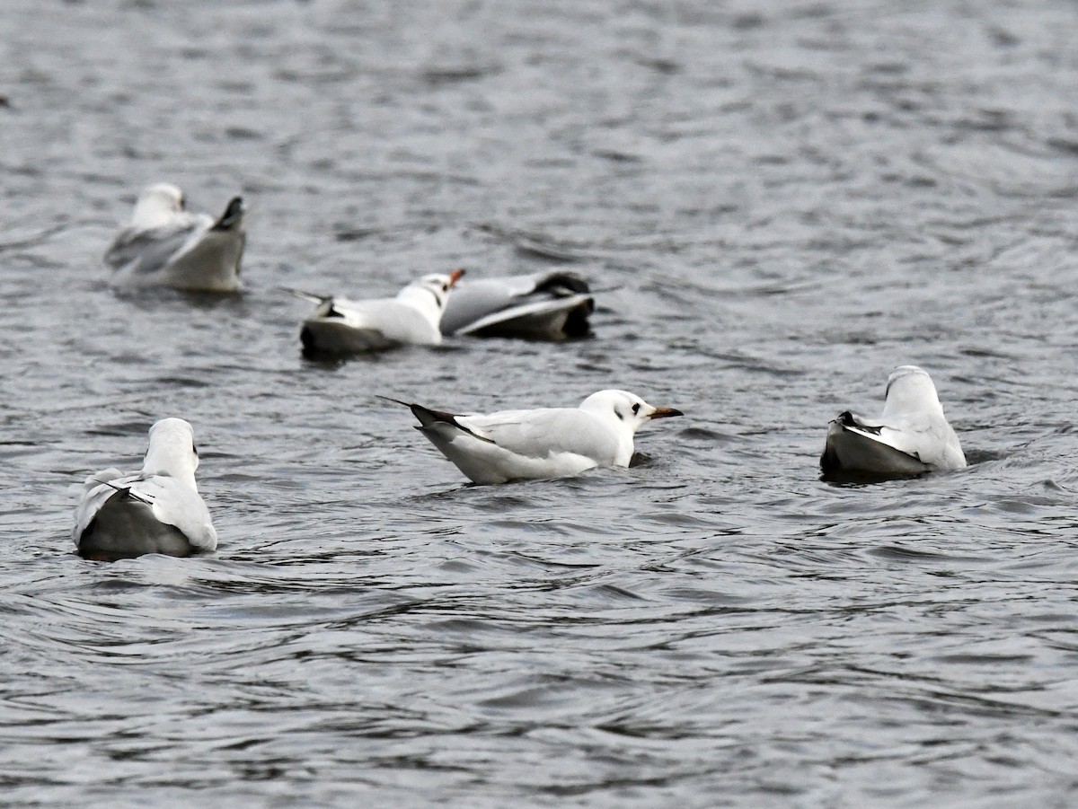 Black-headed Gull - ML614602684