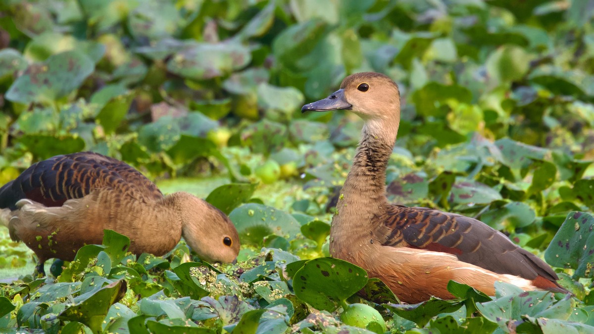 Dendrocygne siffleur - ML614602757