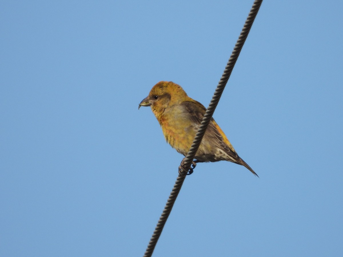 Red Crossbill - ML614602790