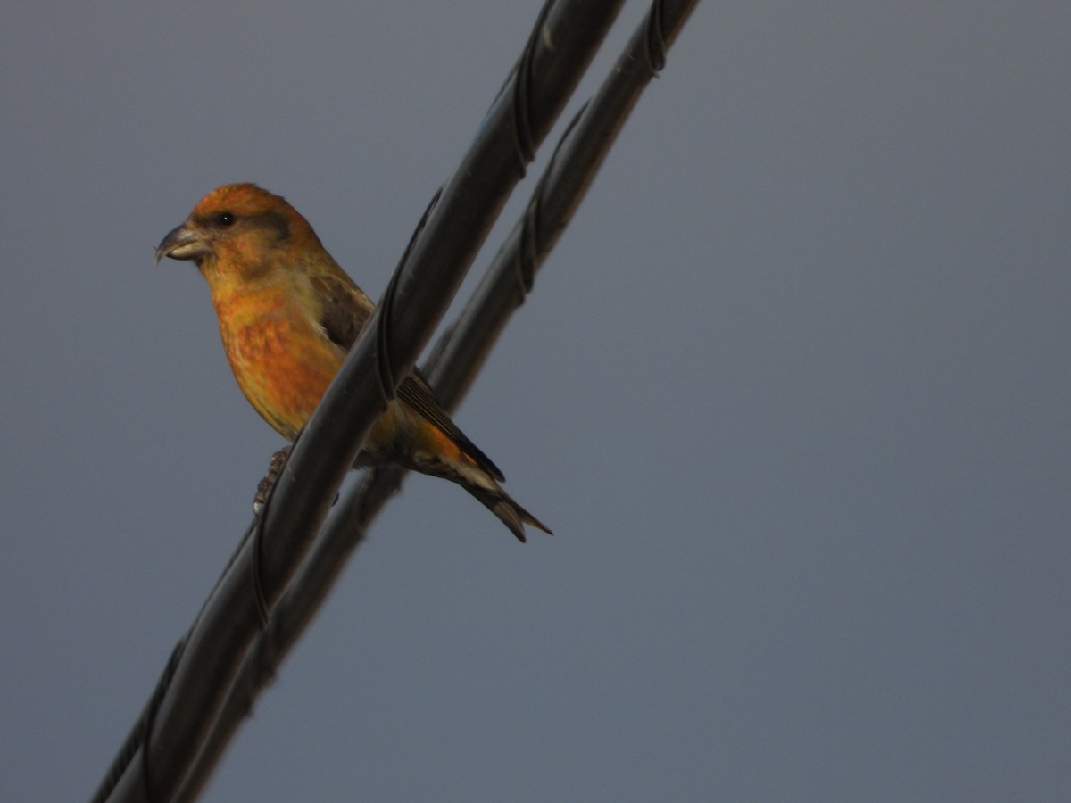 Red Crossbill - ML614602791