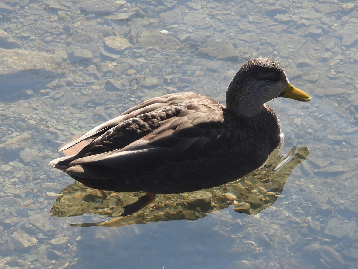 American Black Duck - ML614602818