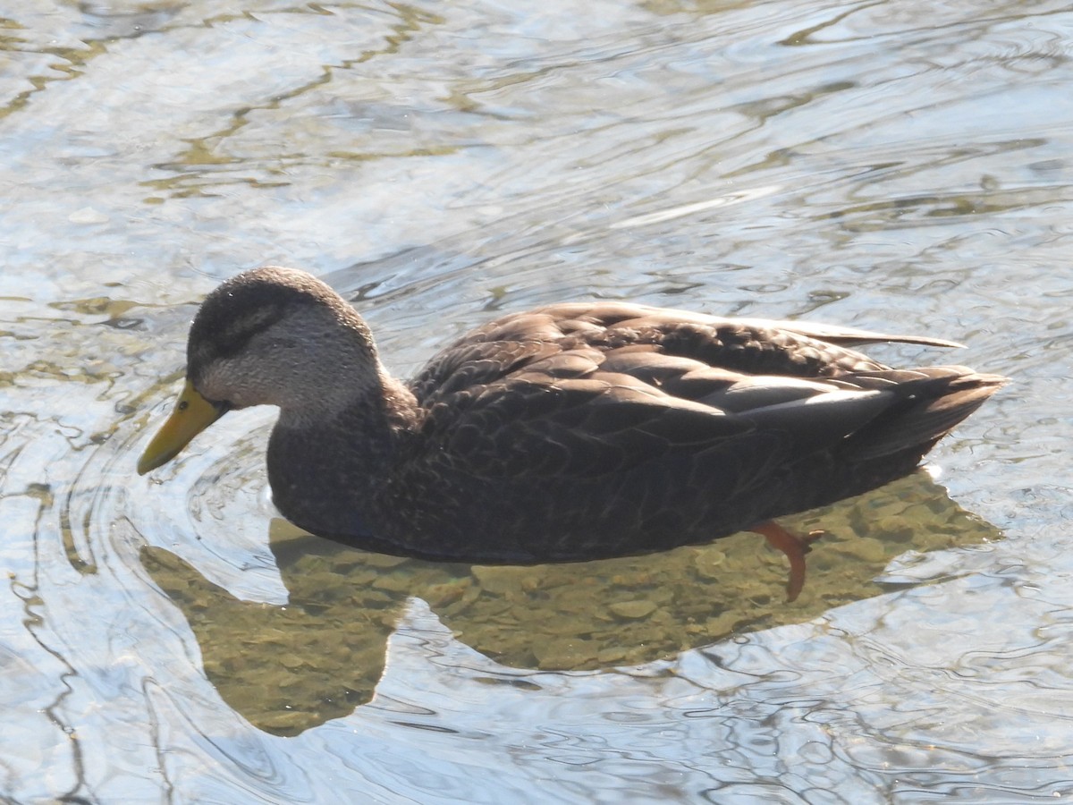 American Black Duck - ML614602819