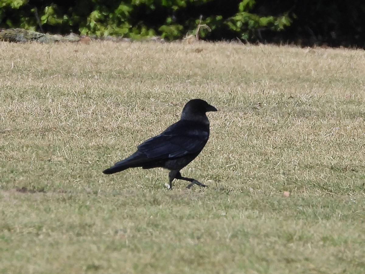 American Crow - ML614602821