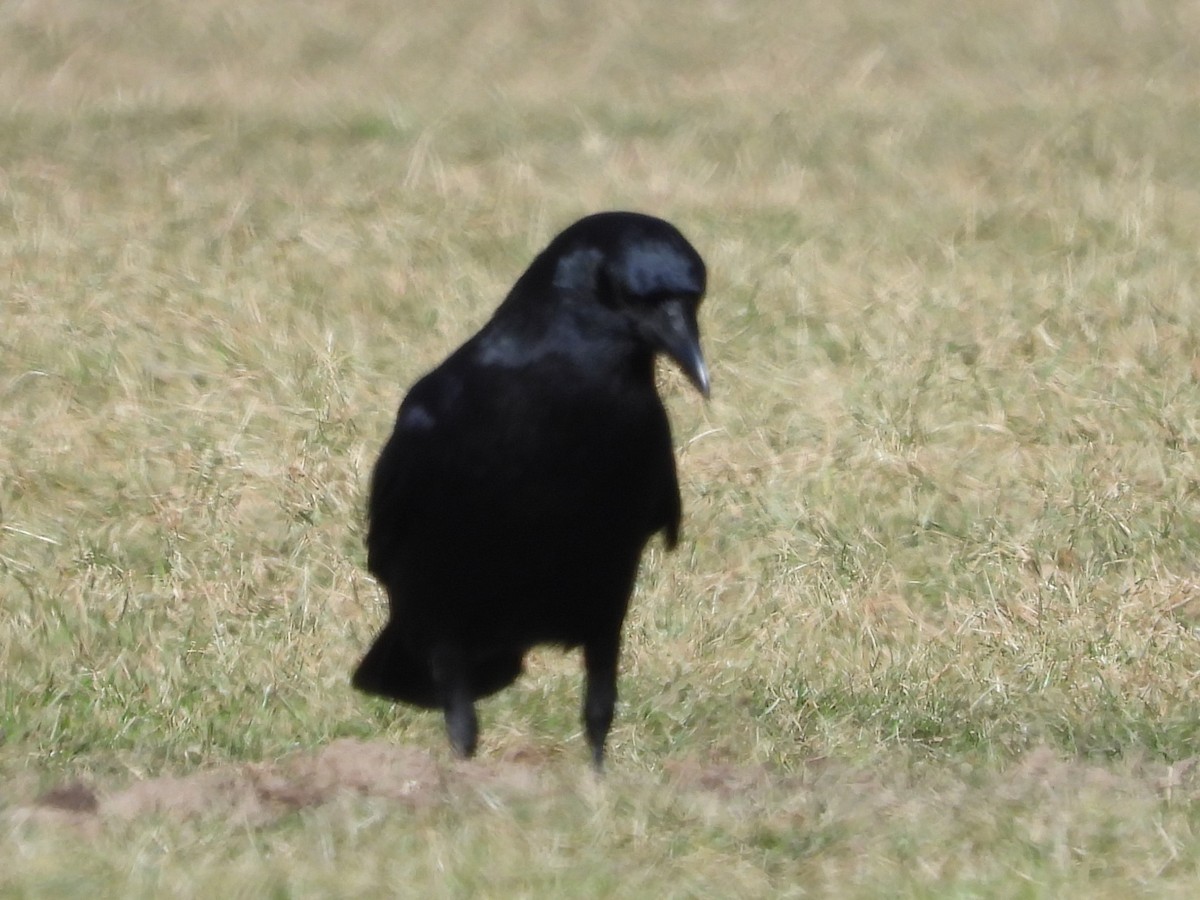 American Crow - ML614602822