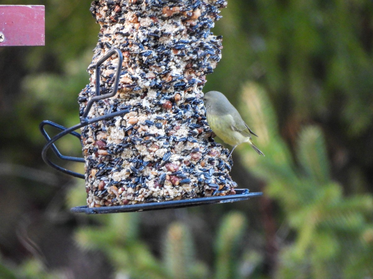 Orange-crowned Warbler - ML614602868