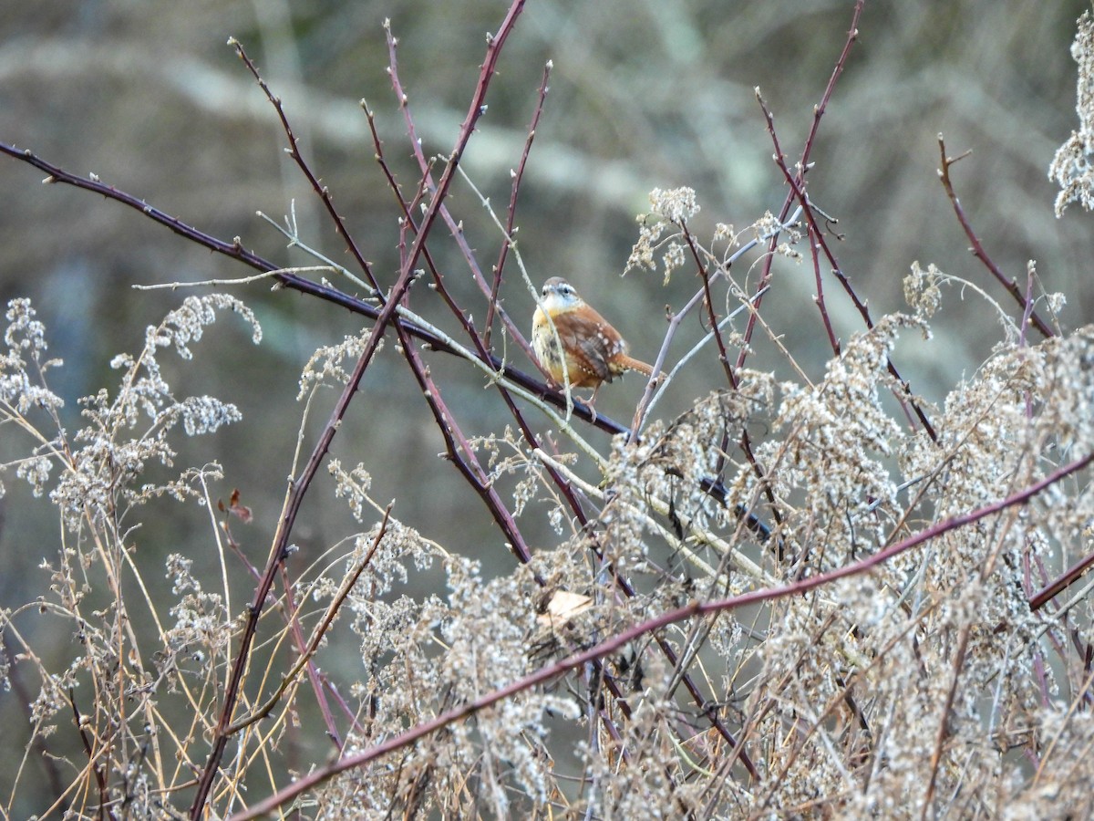 Carolina Wren - ML614602886