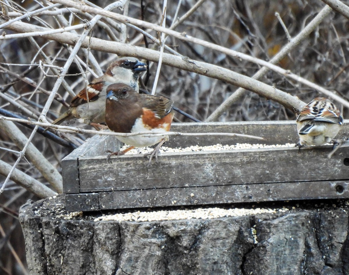 Eastern Towhee - ML614602888