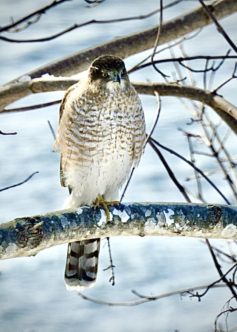 Cooper's Hawk - ML614602898