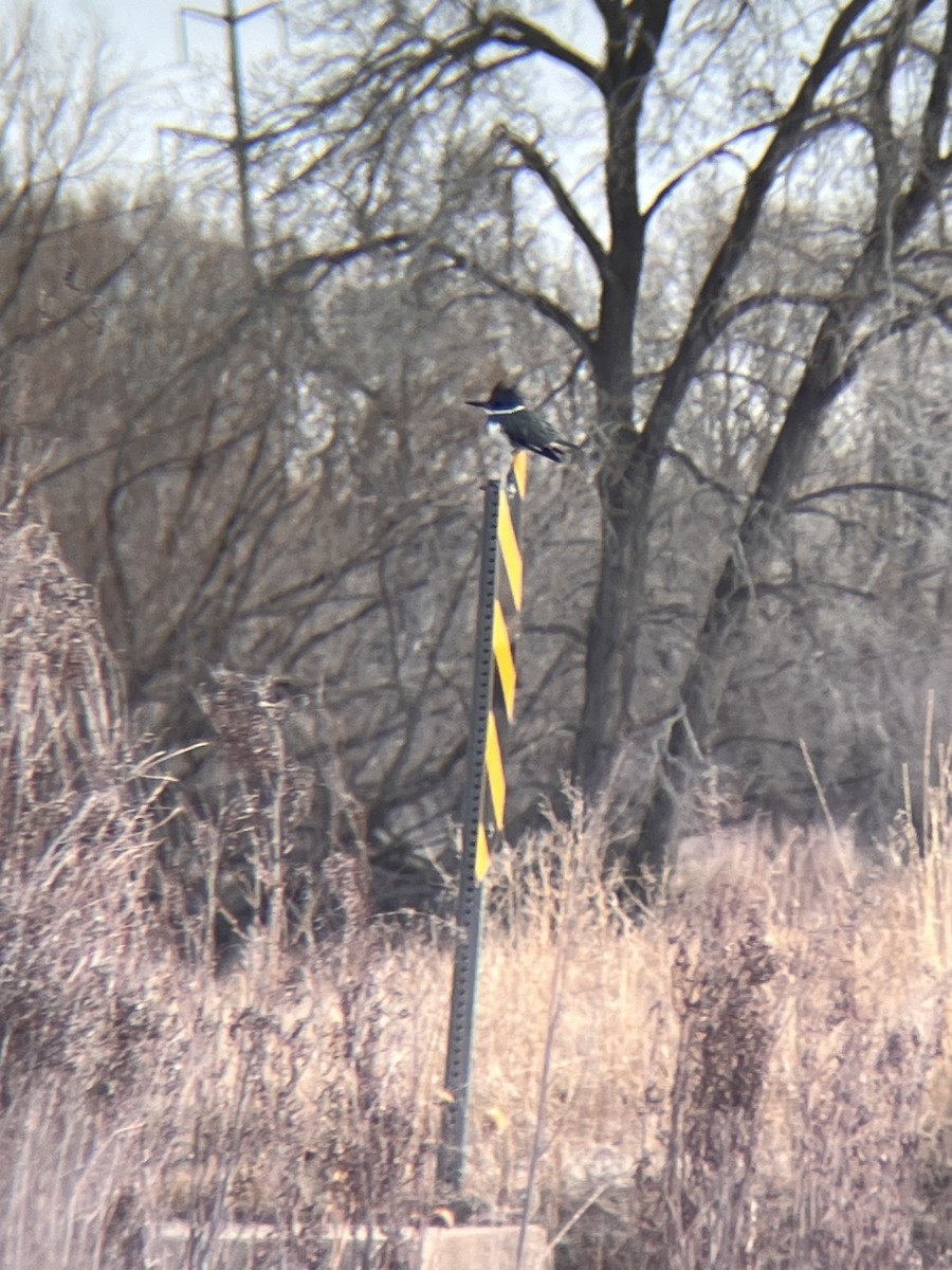 Belted Kingfisher - ML614602925