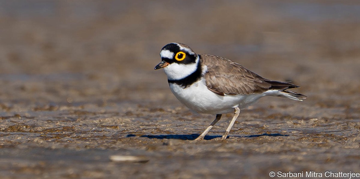 Little Ringed Plover - Sarbani Chatterjee