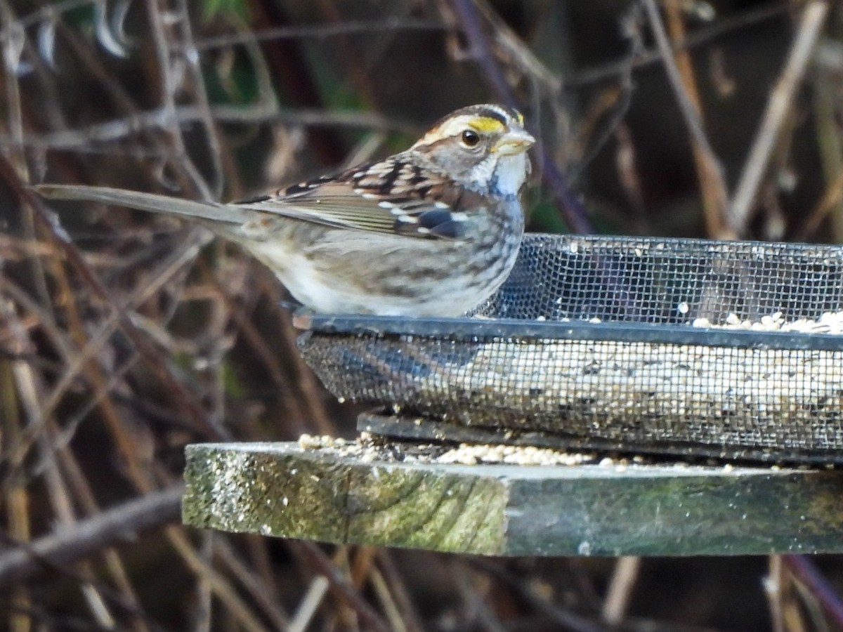 White-throated Sparrow - ML614602981