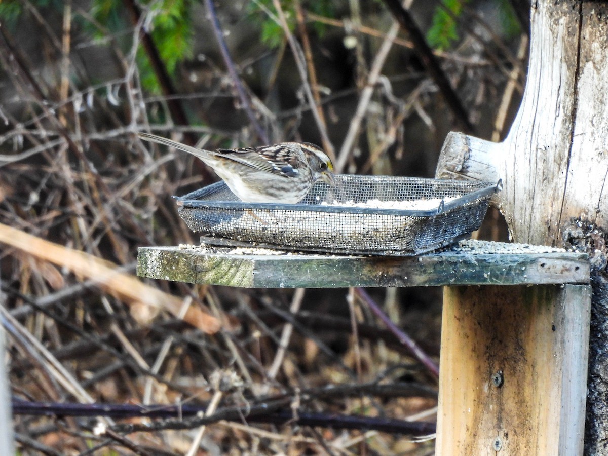 White-throated Sparrow - ML614602982