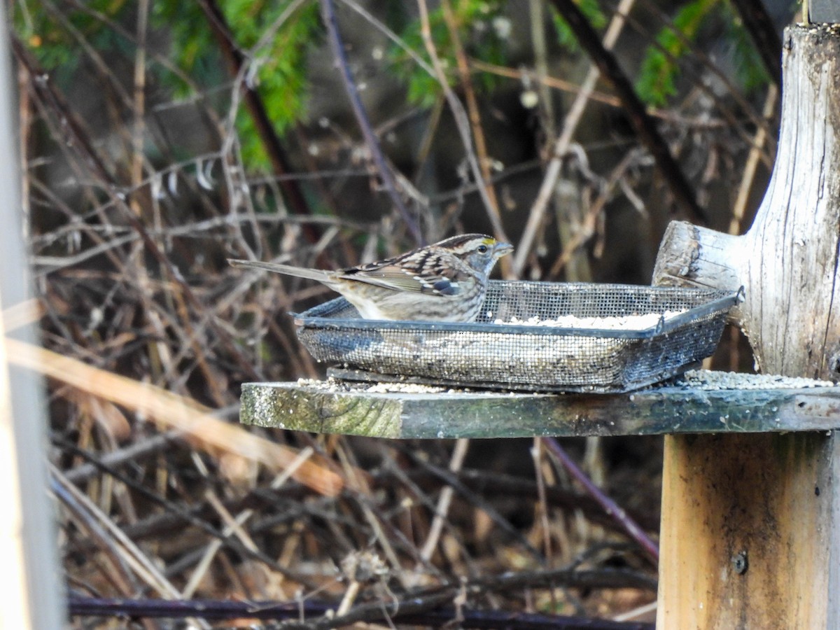 White-throated Sparrow - ML614602983