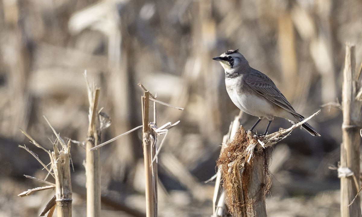 Horned Lark - Brad Heath