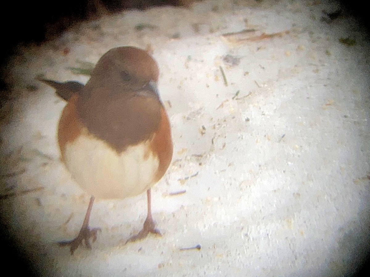 Eastern Towhee - ML614603011