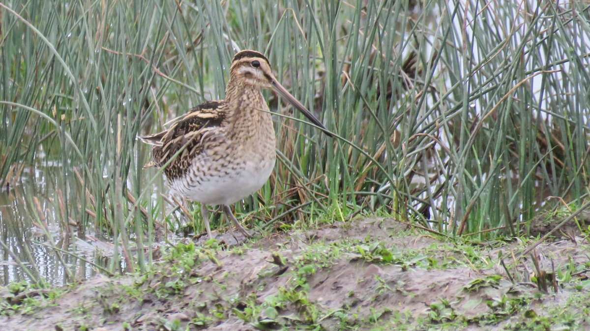 Common Snipe - ML614603012