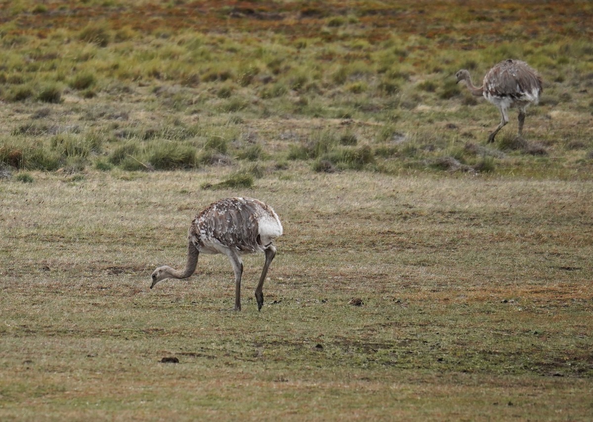 Lesser Rhea - Olivares Barraza