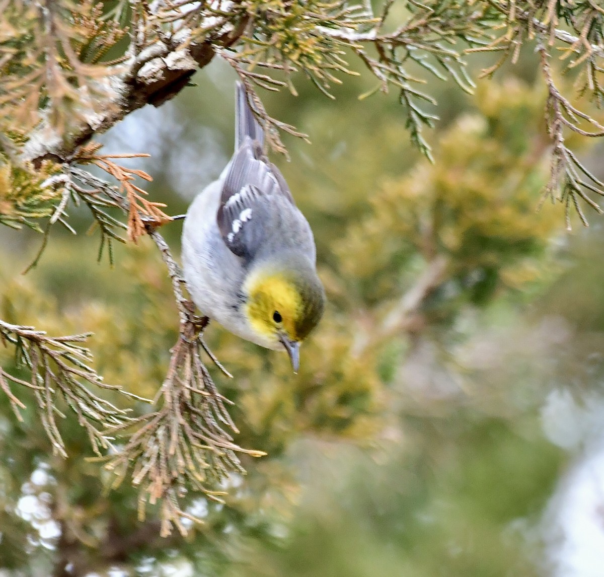 Hermit Warbler - ML614603094