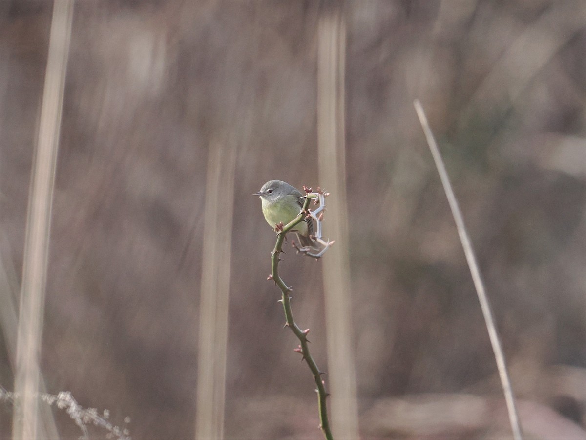 Orange-crowned Warbler - ML614603101