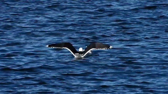 Great Black-backed Gull - ML614603150