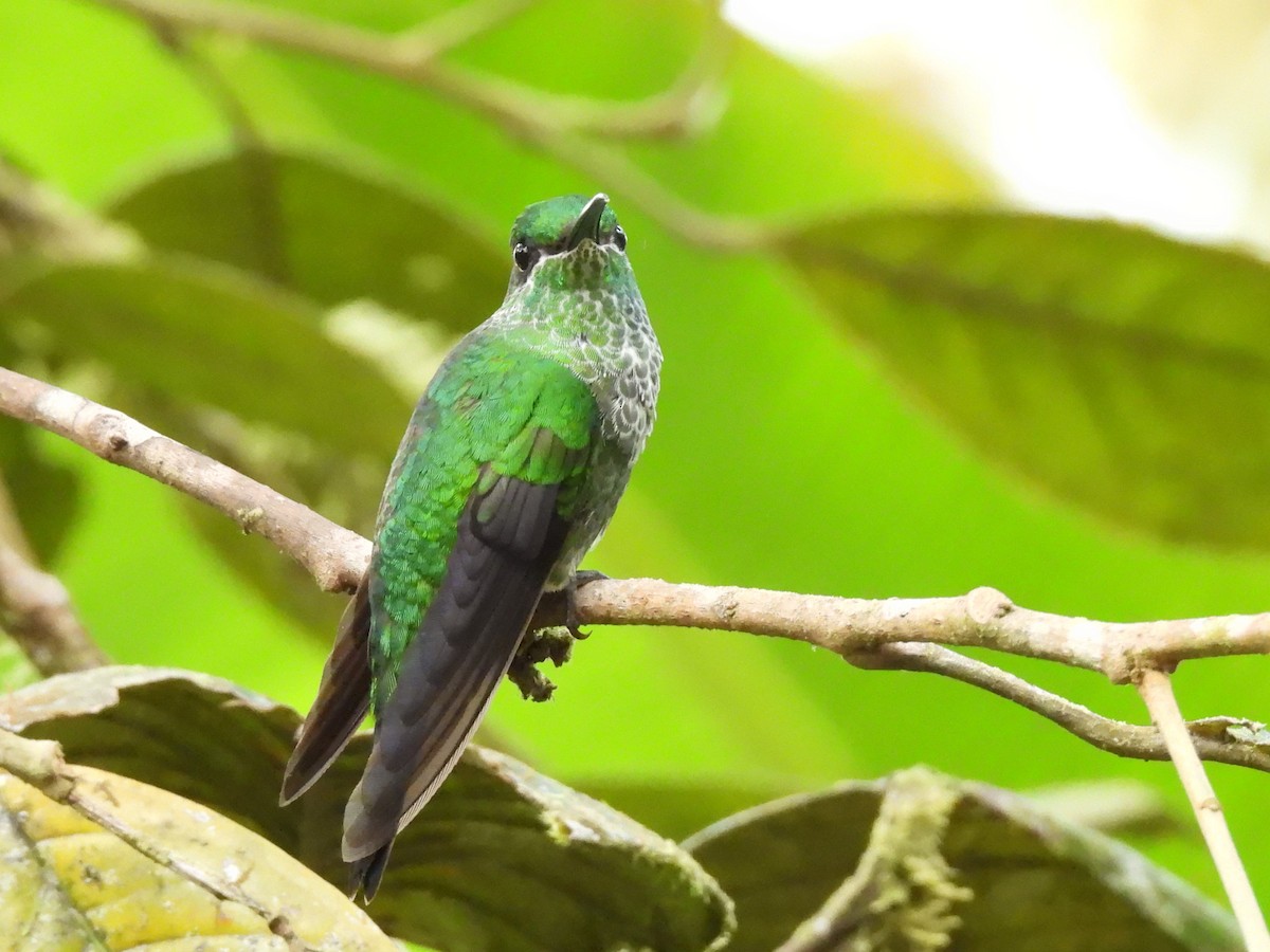 Green-crowned Brilliant - Buck Lee