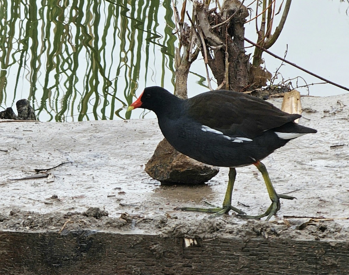 Common Gallinule - ML614603216