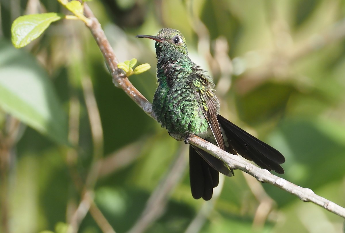 kolibřík kubánský - ML614603219