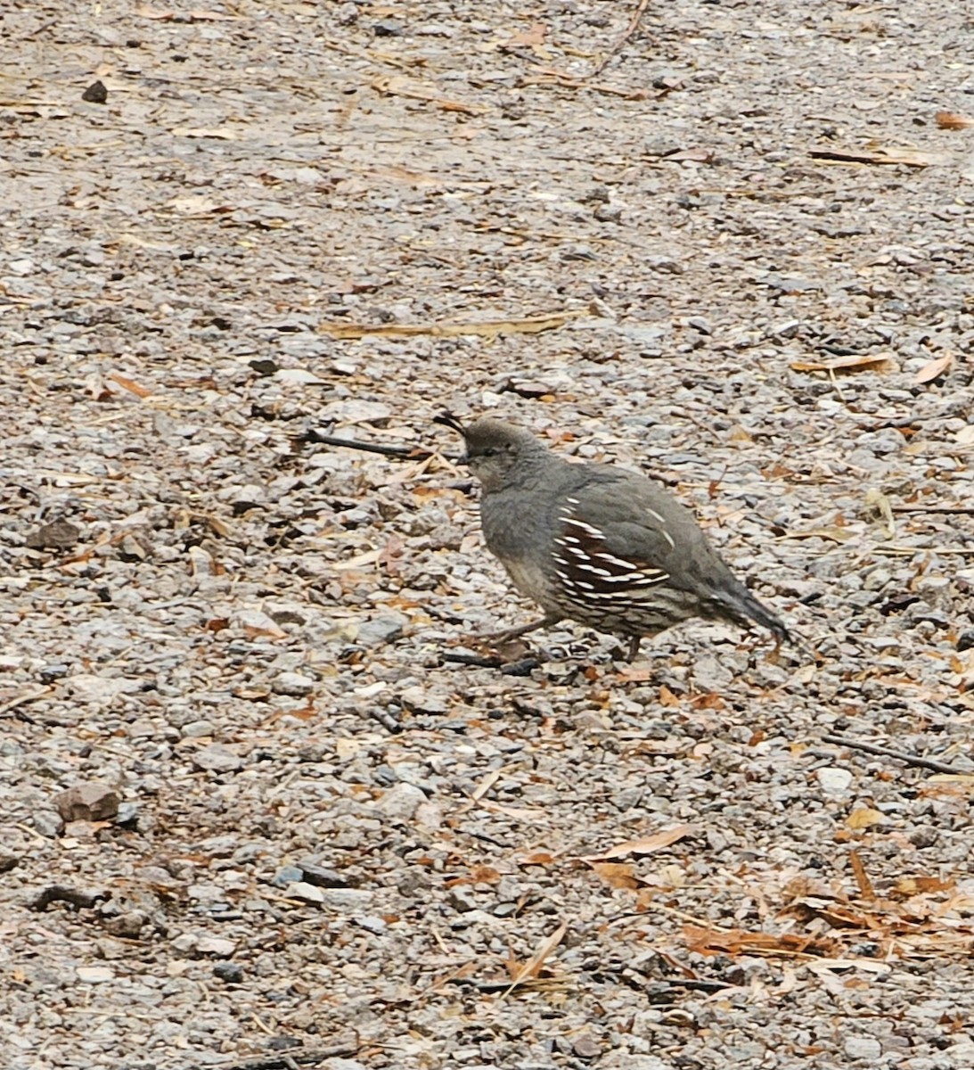 Gambel's Quail - ML614603228