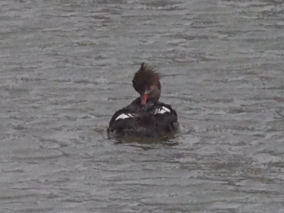 Red-breasted Merganser - ML614603300