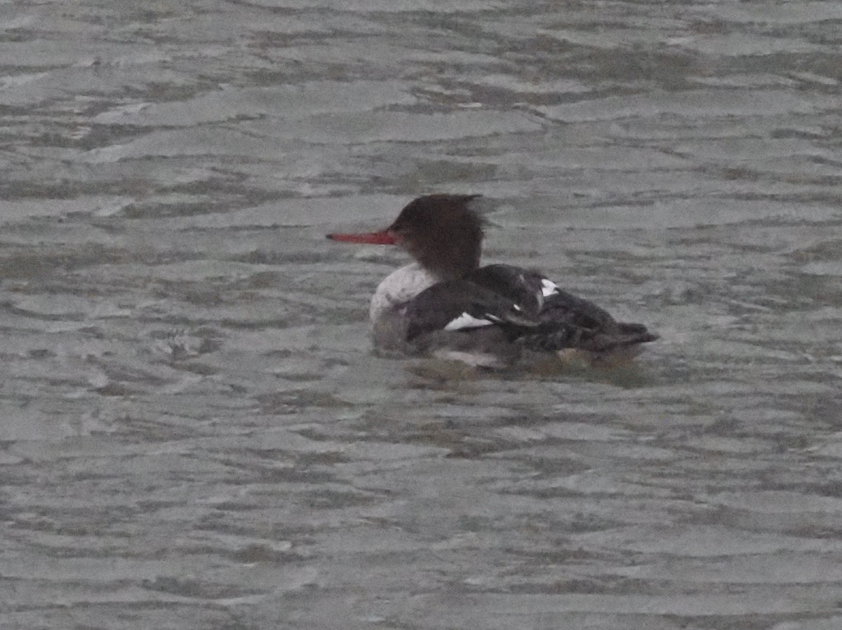 Red-breasted Merganser - ML614603301