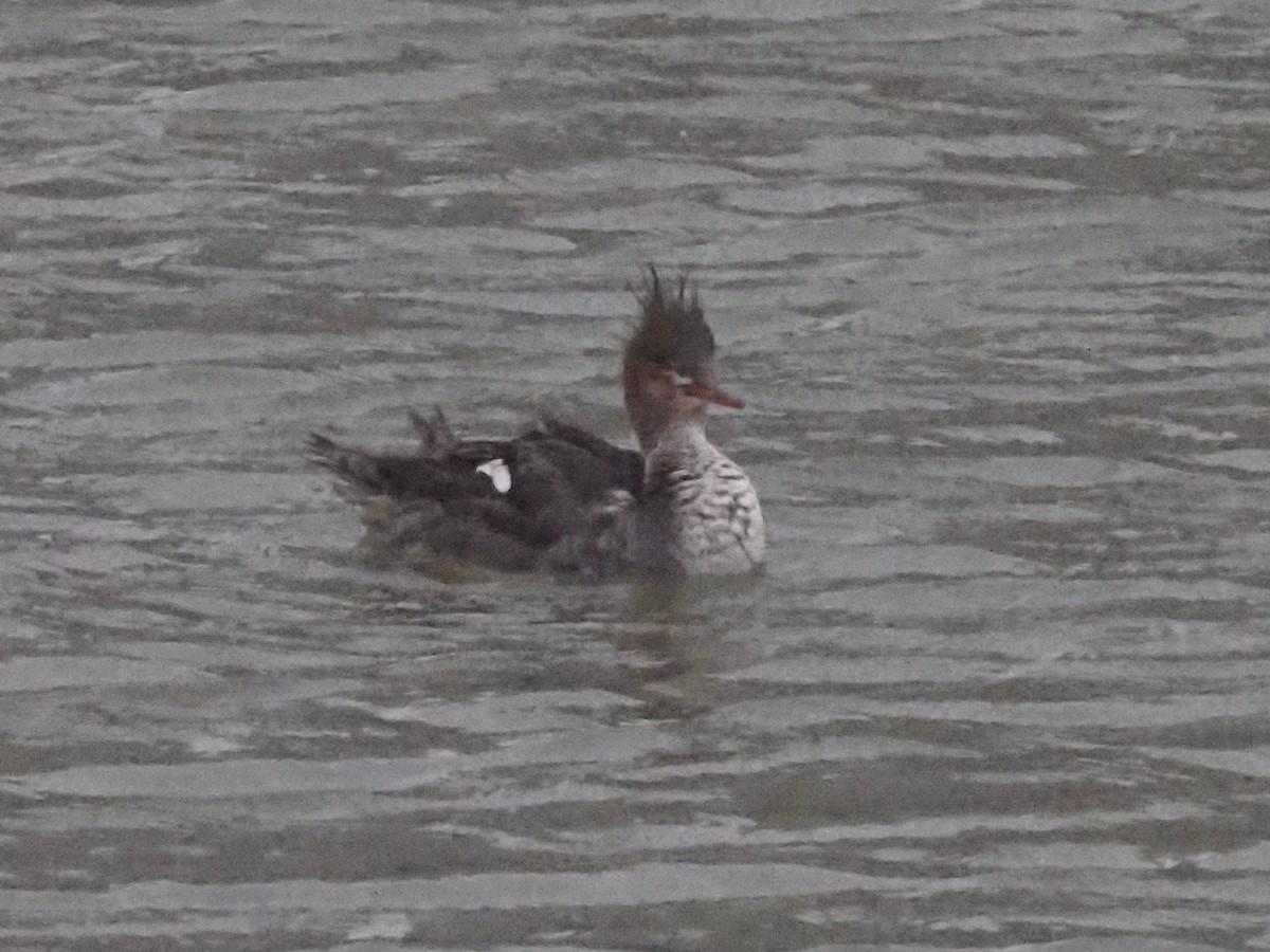 Red-breasted Merganser - ML614603302