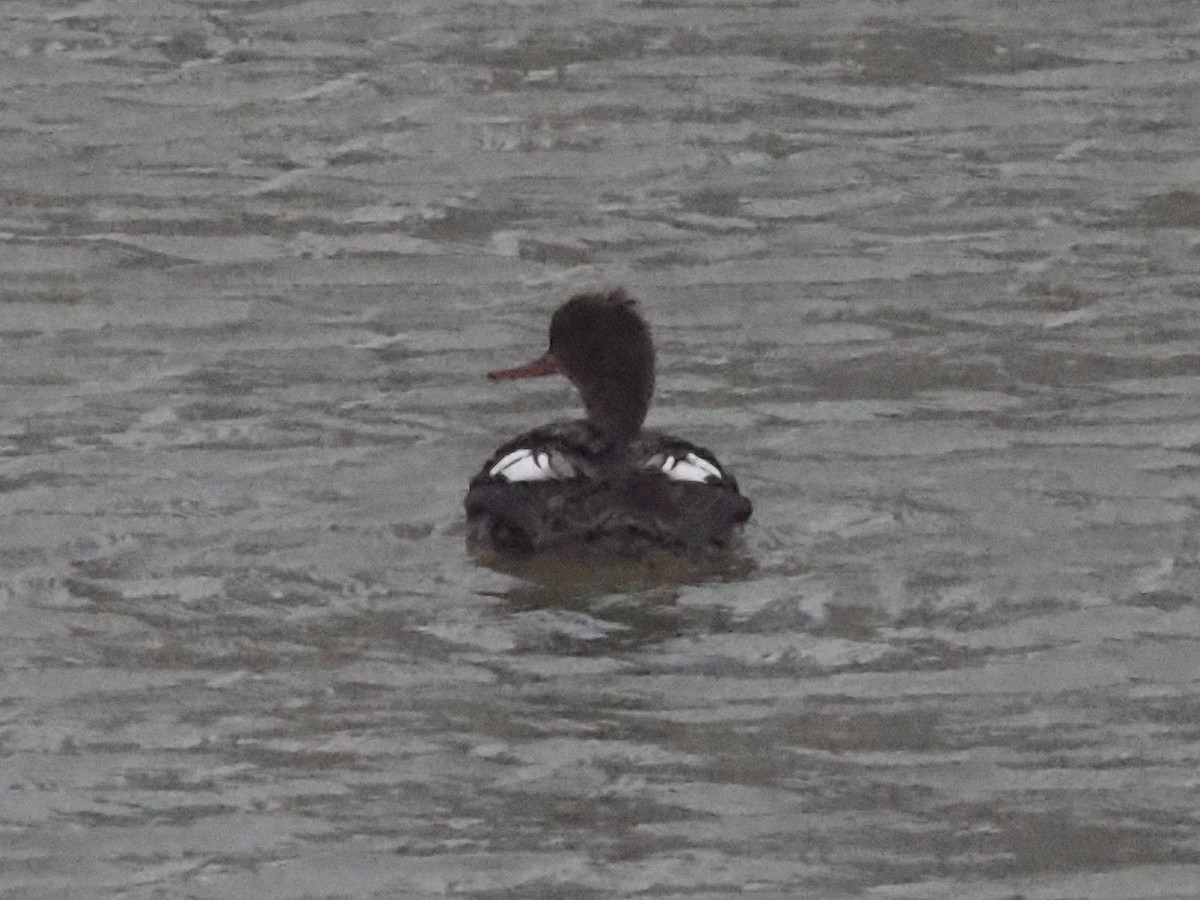 Red-breasted Merganser - ML614603303