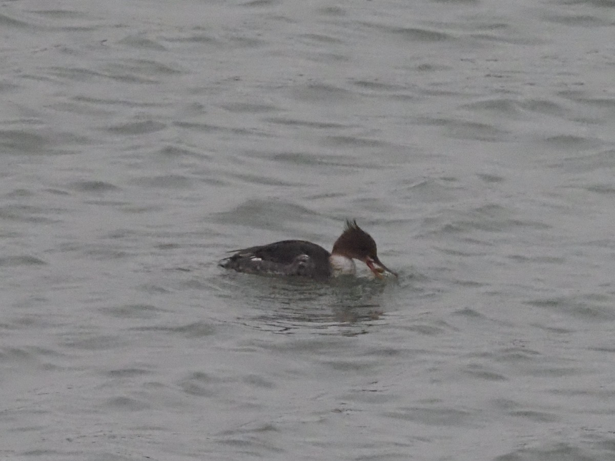 Red-breasted Merganser - ML614603304