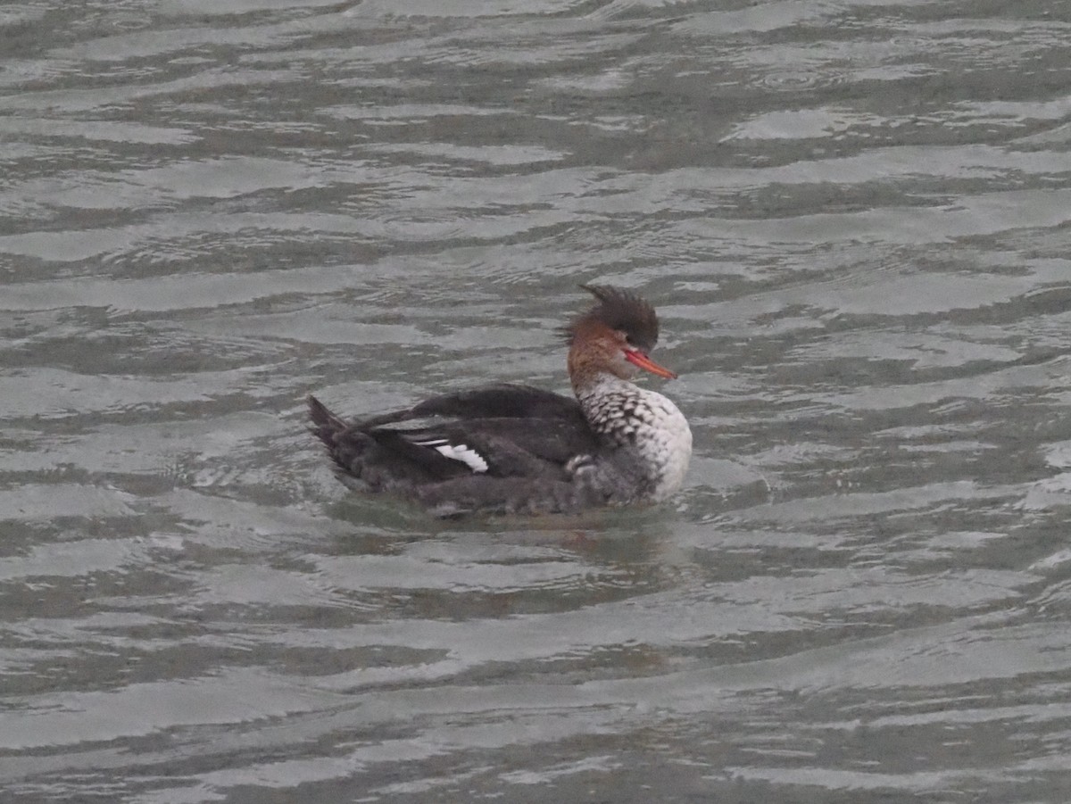 Red-breasted Merganser - ML614603305