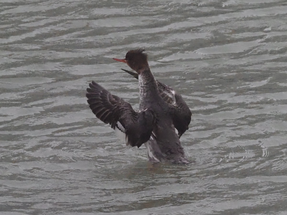 Red-breasted Merganser - ML614603306