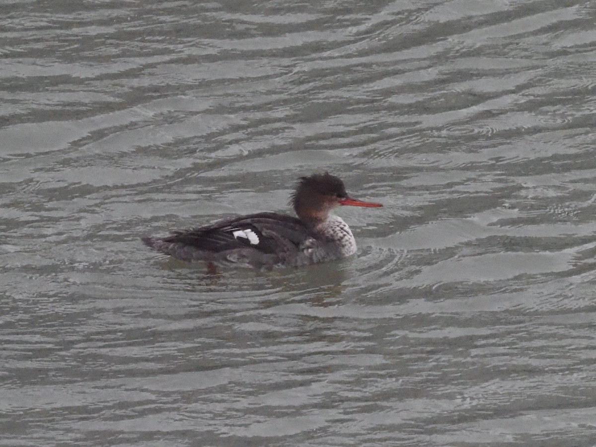 Red-breasted Merganser - ML614603307