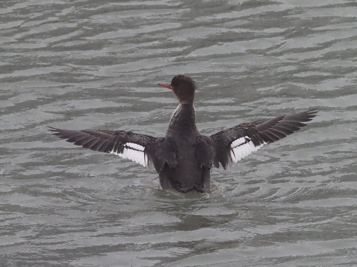 Red-breasted Merganser - ML614603308